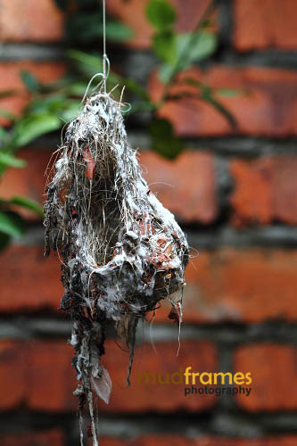 Portrait of an abandoned bird's nest