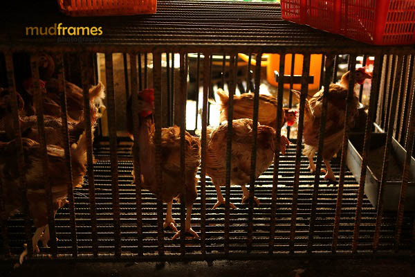 Caged chickens at Madras Lane, Kuala Lumpur
