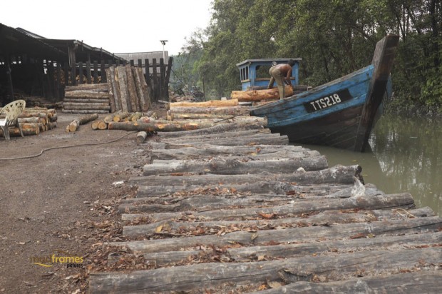 A charcoal factory worker unloading mangrove greenwood to be processed at the charcoal factory at Kuala Sepetang