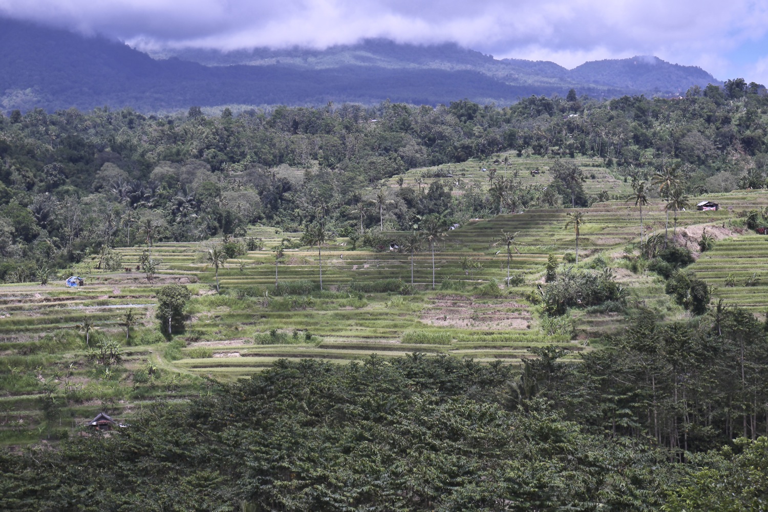 Bali terraced paddy fields